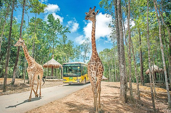 Khu Safari
