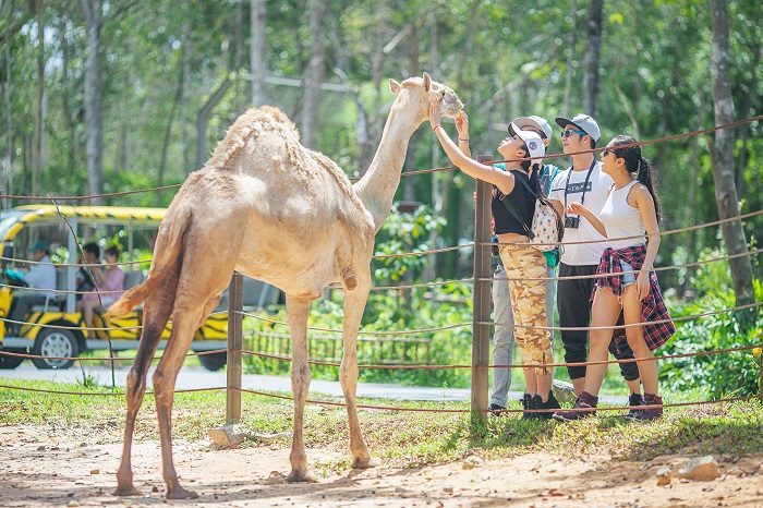   Tương tác, cho các loài thú ăn tại Safari Phú Quốc